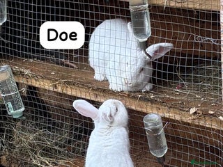 New Zealand rabbits Rabbits New Zealand white Breeding Pair, Adult - Advert 2
