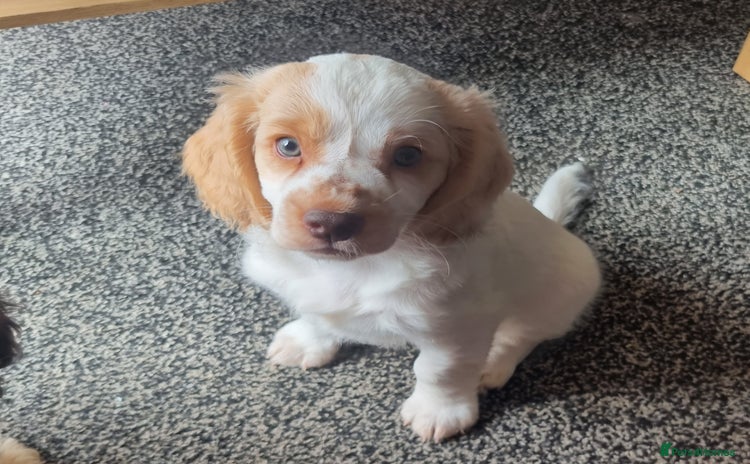 Cockapoo dogs in Rotherham - Advert 6