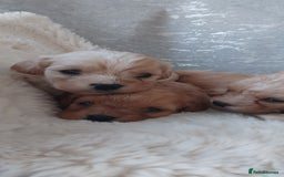 Cavapoo dogs for sale: Stunning cavapoo puppies - Image 13