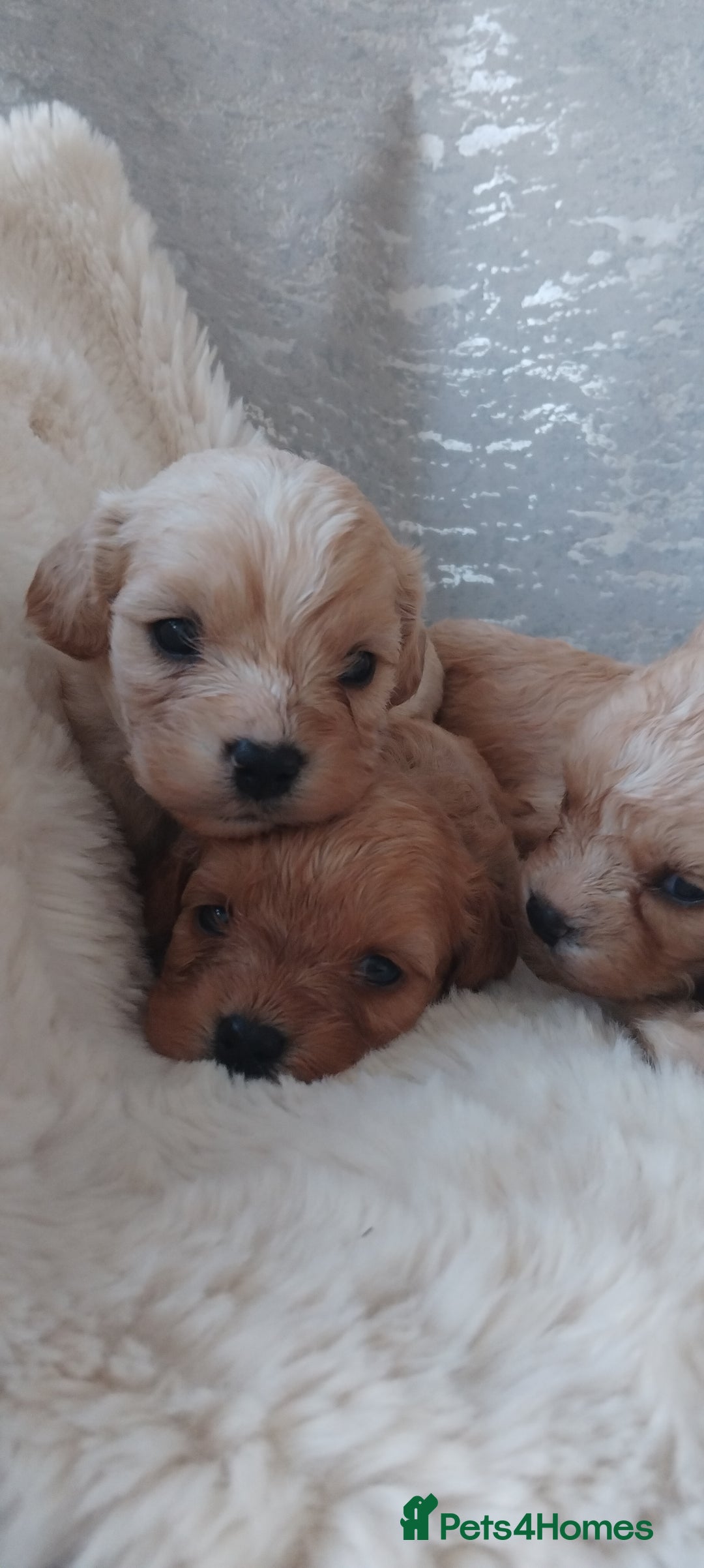 Cavapoo dogs for sale: Stunning cavapoo puppies - Image 13