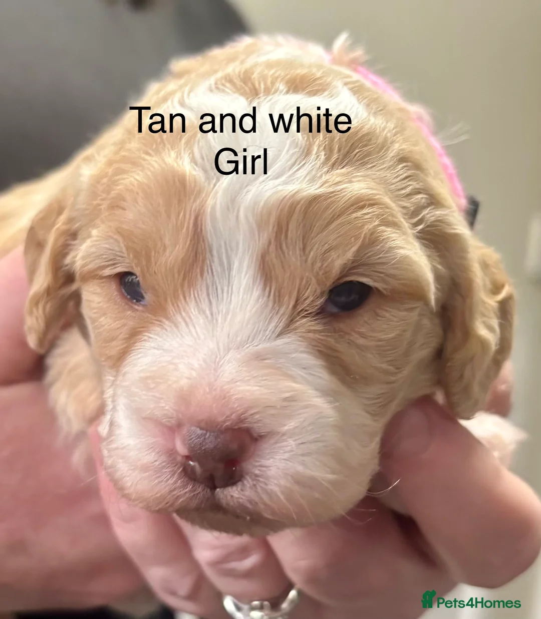 Cockapoo dogs for sale: Cockerpoo puppies  - Advert 17