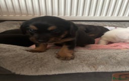 Mixed Breed dogs for sale: Jug and miniature dachshund mix pups - Image 6