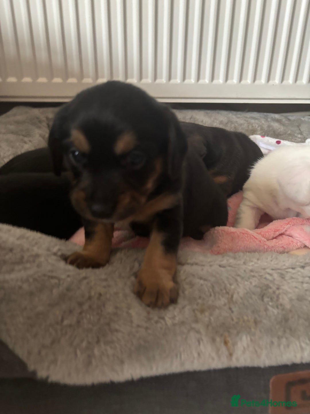 Mixed Breed dogs for sale: Jug and miniature dachshund mix pups - Image 6