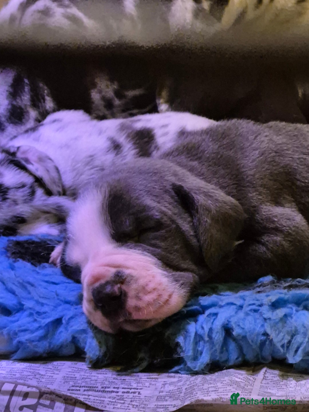 Great Dane dogs for sale: Pedigree Great Dane babies  - Advert 5