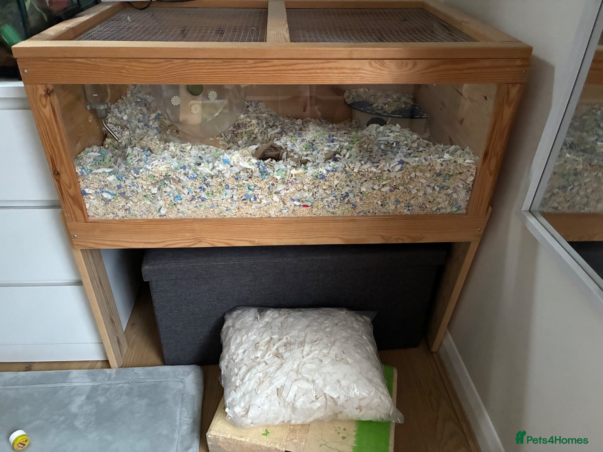 Gerbil rodents for sale: Badger & Squirrel in Stowmarket - Advert 2