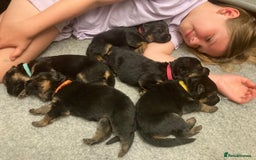 German Shepherd dogs for sale: Beautiful KC Registered German Shepherd puppies  - Image 2