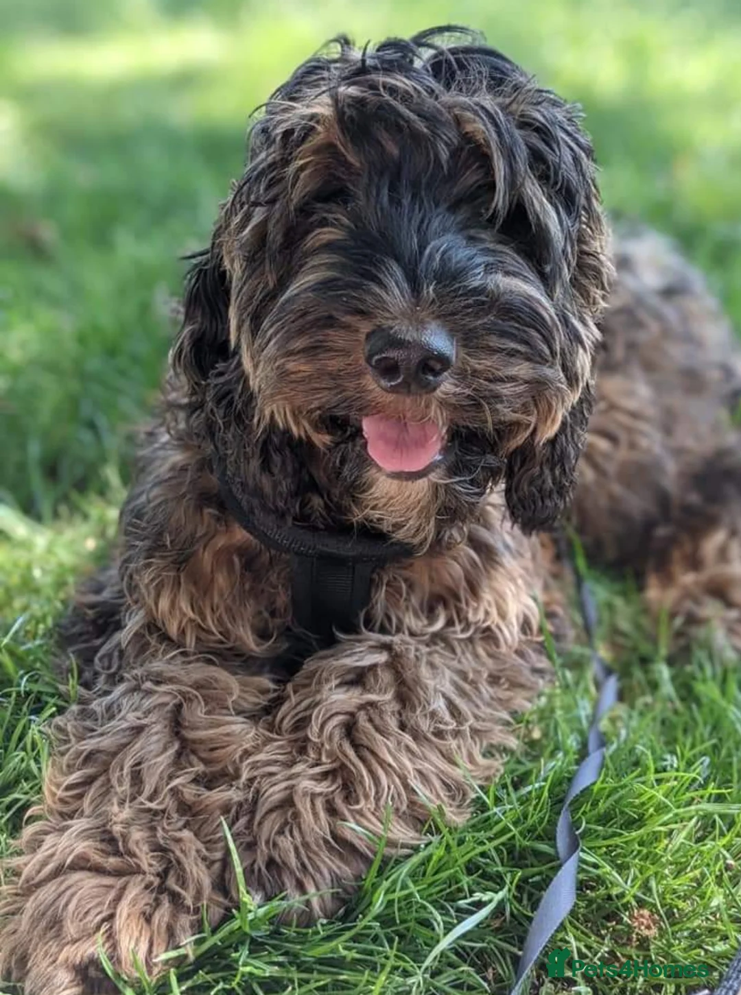 Cockapoo dogs for stud: Stunning Sable F1 Cockapoo DNA health tested clear in Cannock - Advert 10