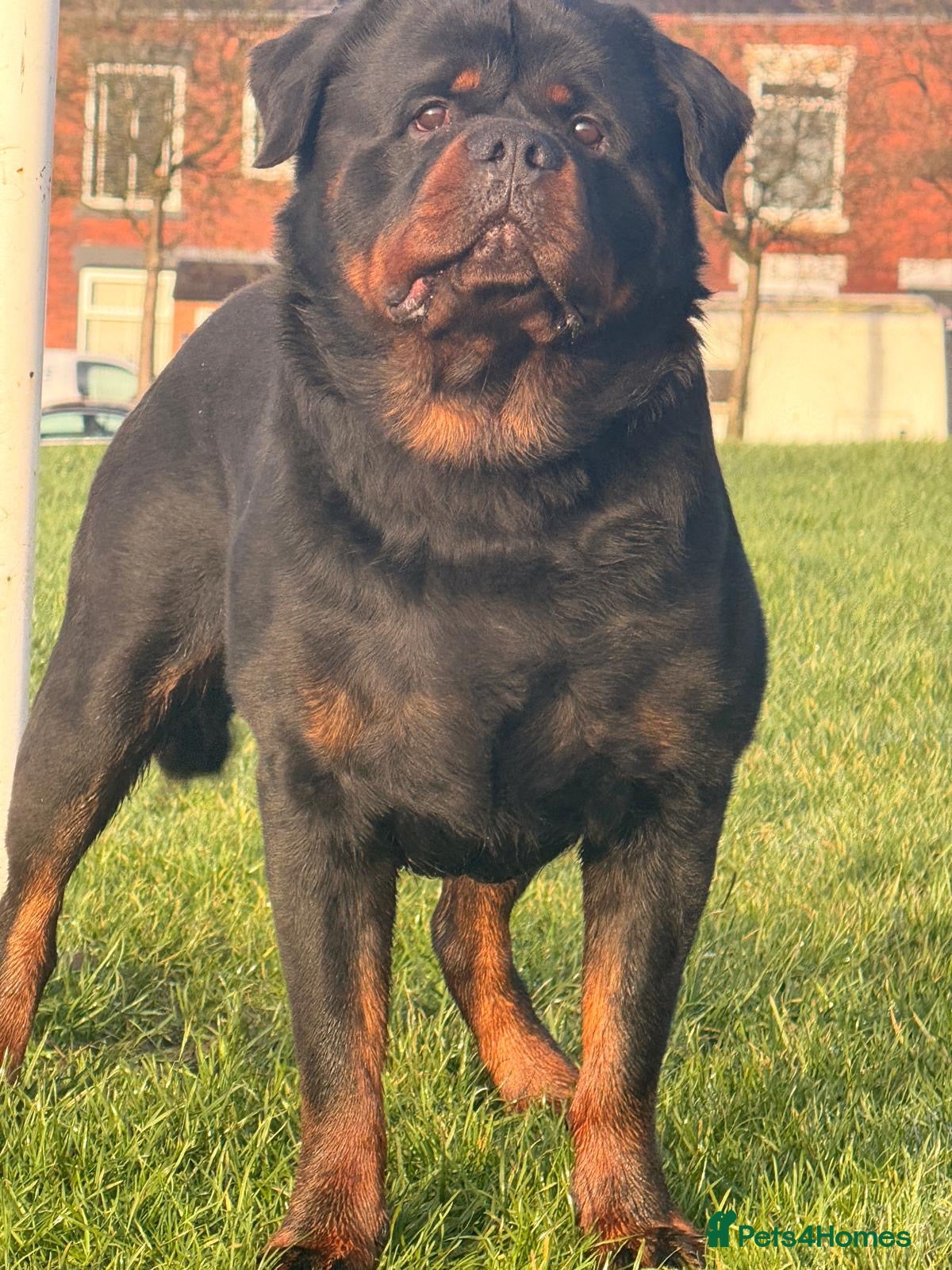 Rottweiler dogs Top quality health tested kc male German X serbian - Advert 1