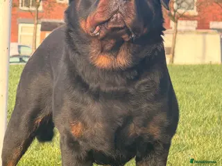 Rottweiler dogs Top quality health tested kc male German X serbian - Advert 13