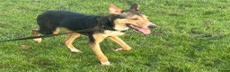 Mixed Breed dogs for adoption: Oscar / Leamington Spa Warwickshire in Leamington Spa - Advert 8