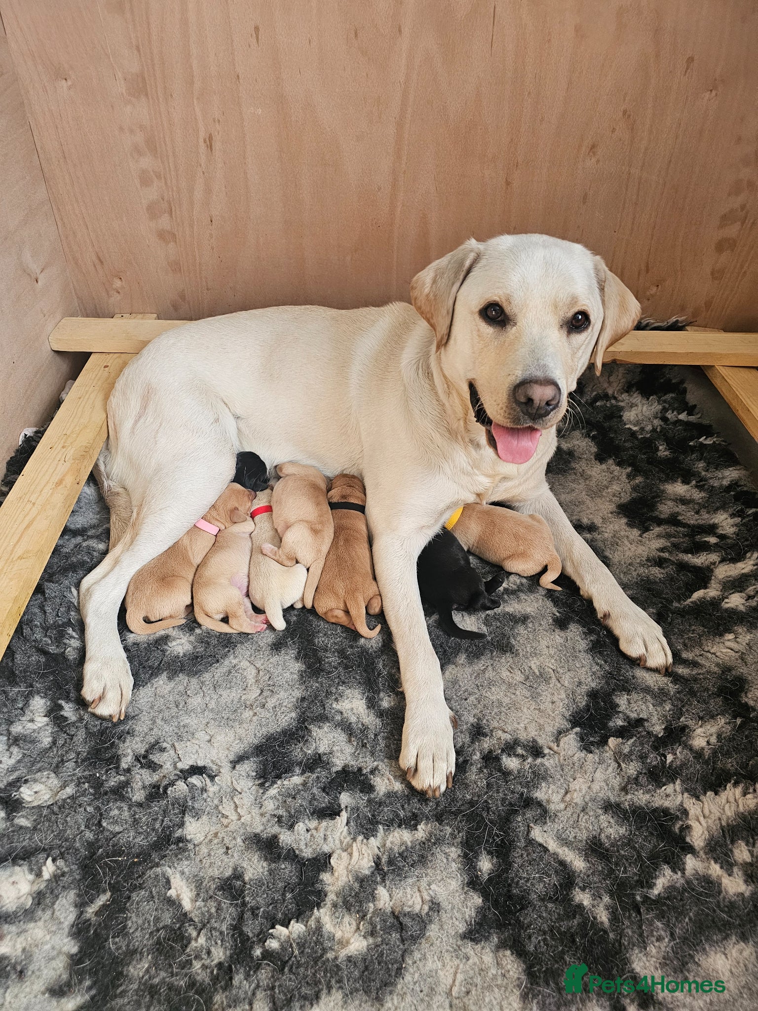Labrador Retriever dogs Labrador Retriever Puppies🐶🐾 - Advert 2