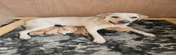 Labrador Retriever dogs for sale: Labrador Retriever Puppies🐶🐾 - Advert 1