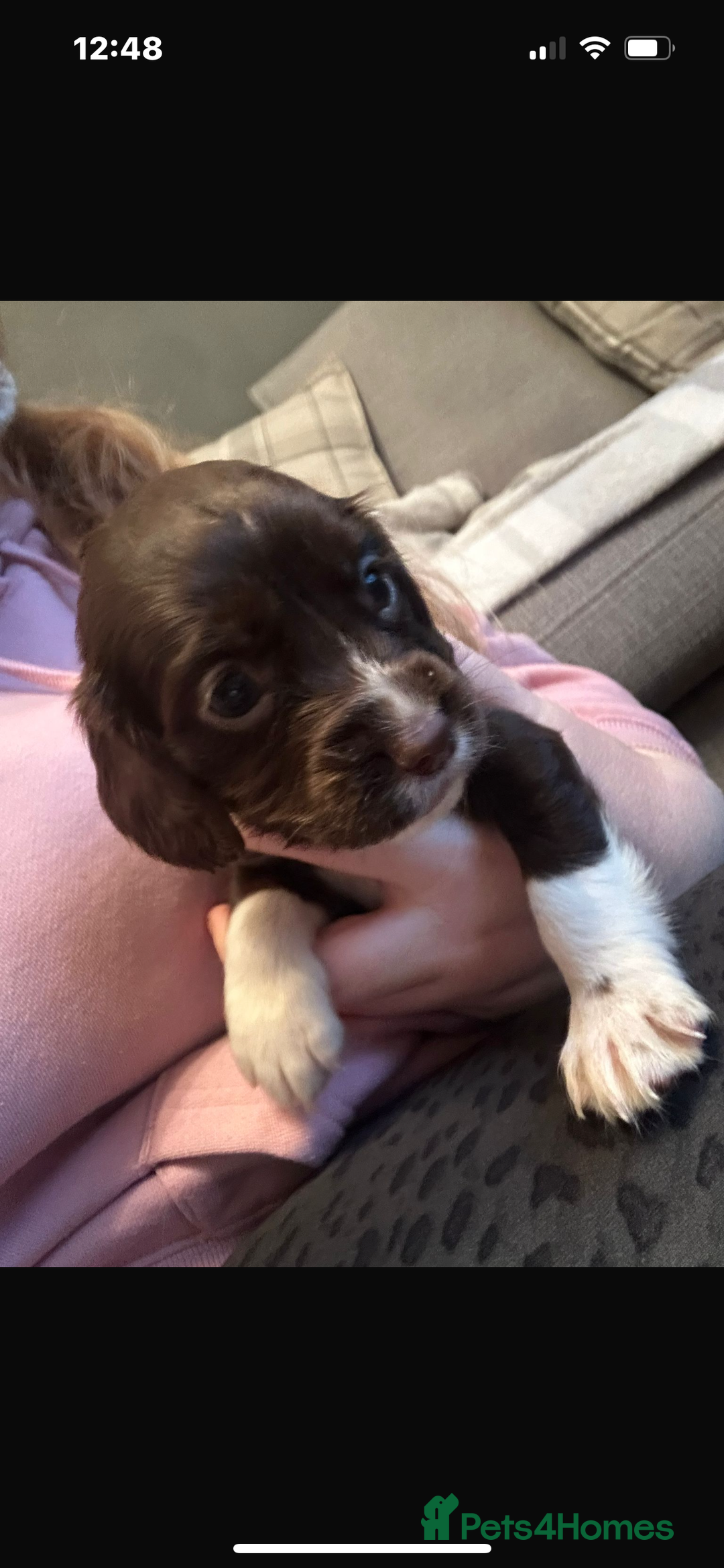 Cocker Spaniel dogs for sale: Cocker Spaniel Bitch *For Sale* - Advert 1