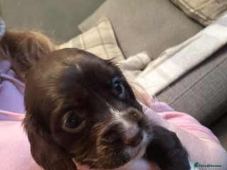 Cocker Spaniel dogs Cocker Spaniel Bitch *For Sale* - Advert 5