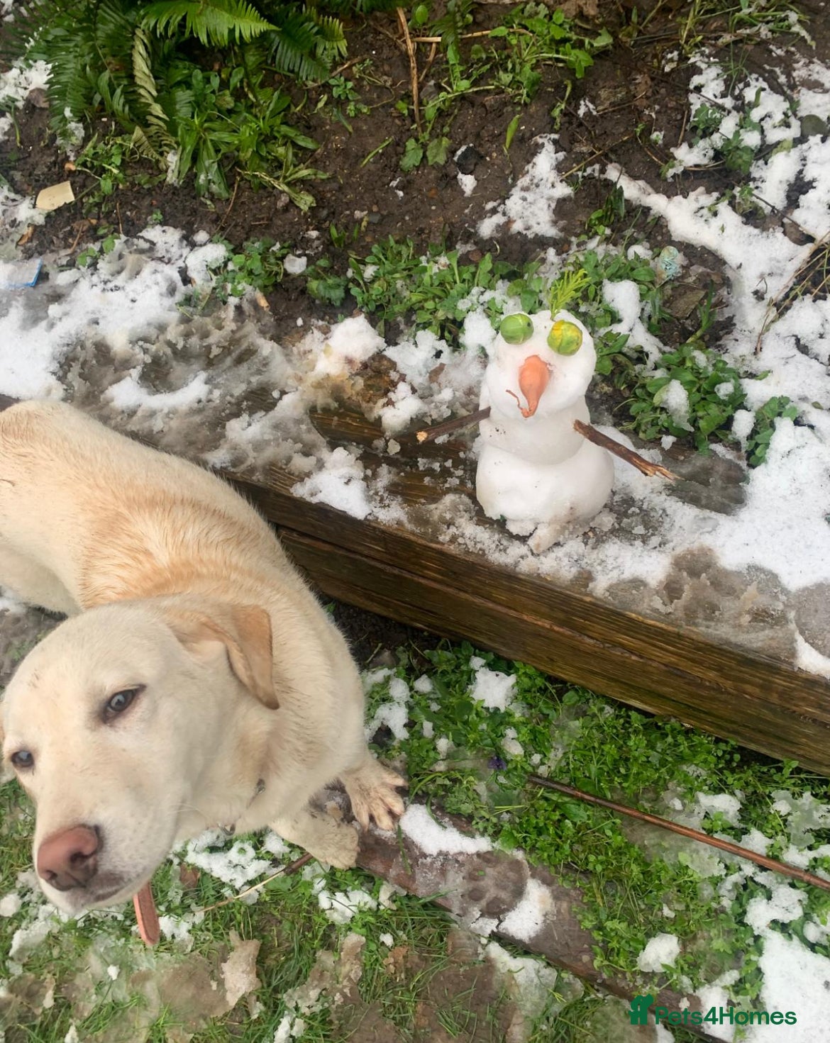 Mixed Breed dogs Husky cross Labrador for sale - Advert 1