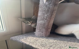 Domestic Shorthair cats for sale: Little girl kittens for sale - Image 5