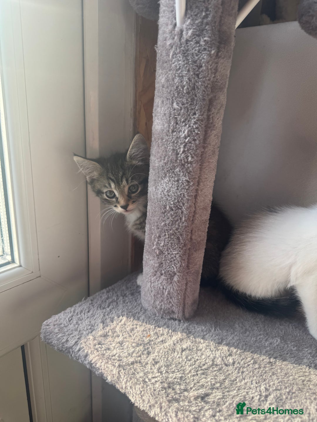 Domestic Shorthair cats for sale: Little girl kittens for sale - Image 5