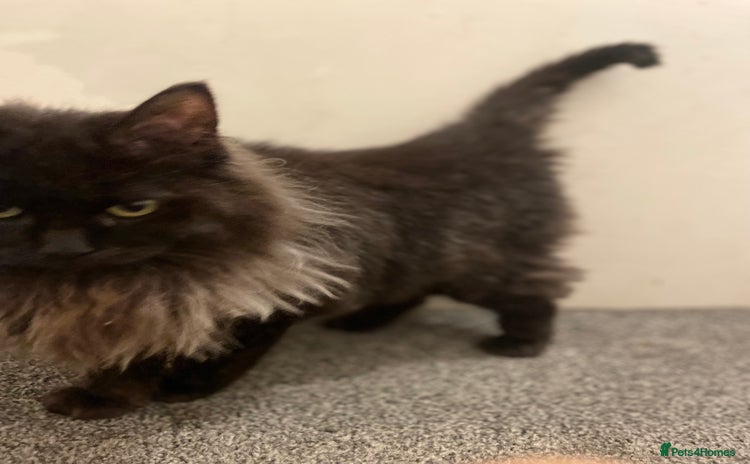 Maine Coon cats - Advert 4