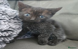 British Shorthair cats for sale: Female kitten Black With White Bits  - Image 1