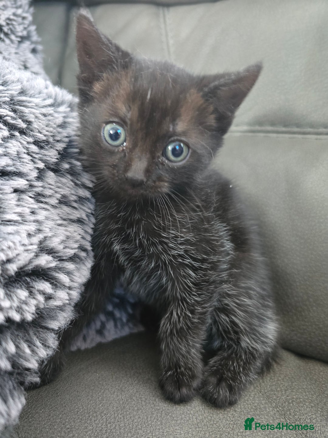 British Shorthair cats for sale: Female kitten Black With White Bits  - Image 1