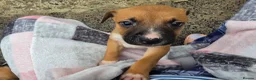 Mixed Breed dogs for sale: Belgian mallionas x staffy pups 6 females - Advert 11
