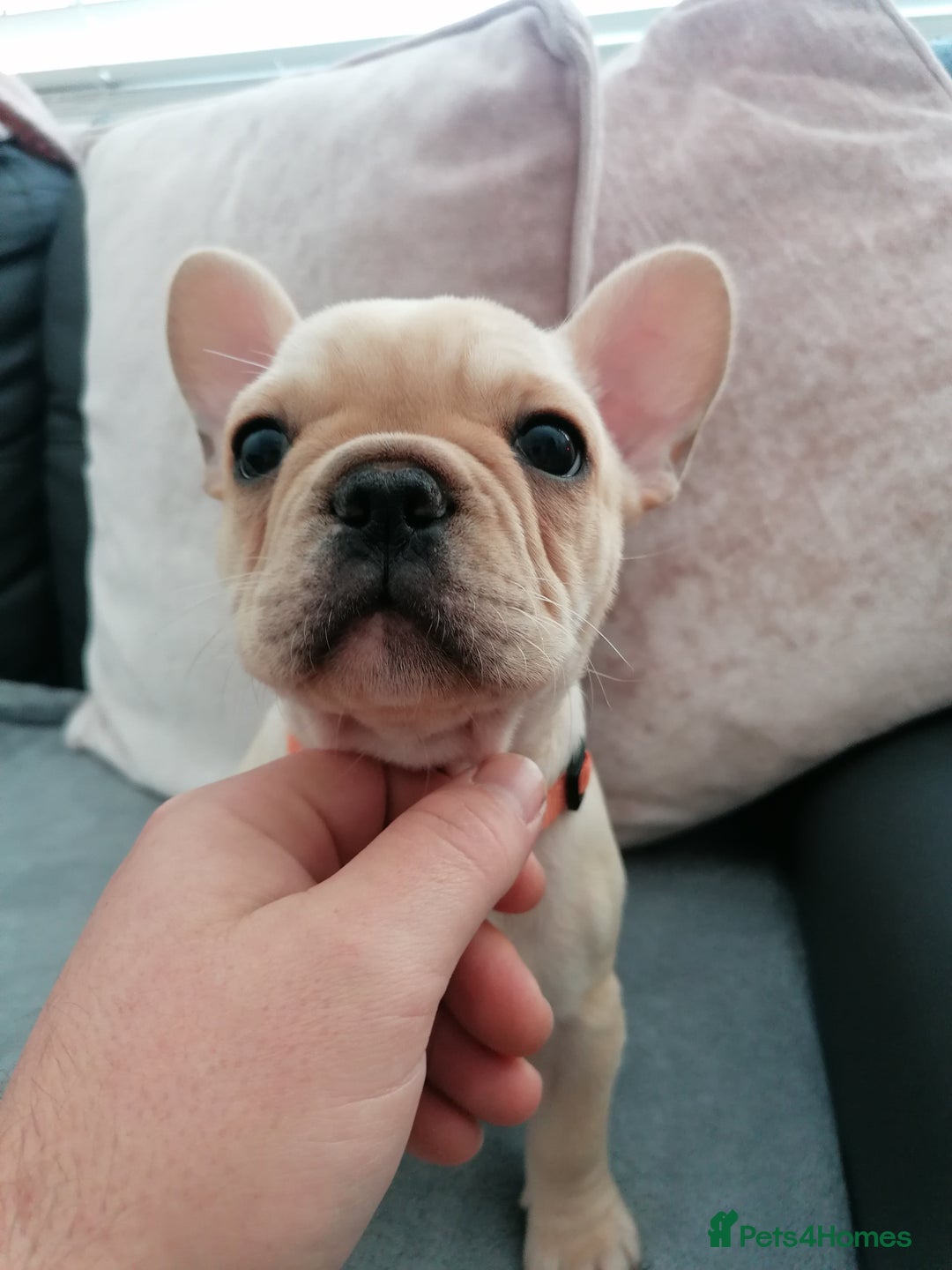French Bulldog dogs for sale: Gorgeous French bulldog puppies Just 1 girl left!  - Advert 26