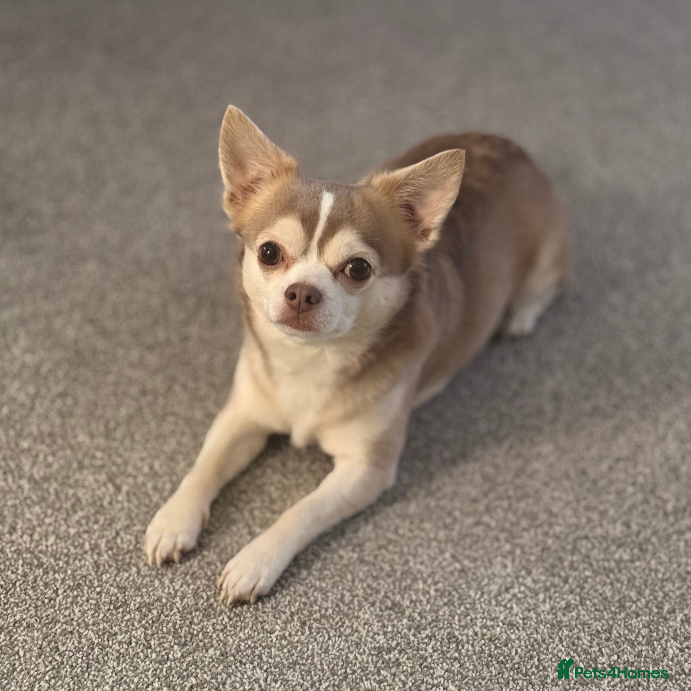 Chihuahua dogs Unique Chihuahua for Stud 🐾 in Southampton - Advert 21