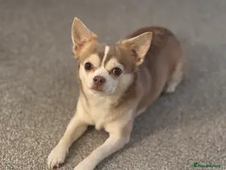 Chihuahua dogs Unique Chihuahua for Stud 🐾 in Southampton - Advert 21