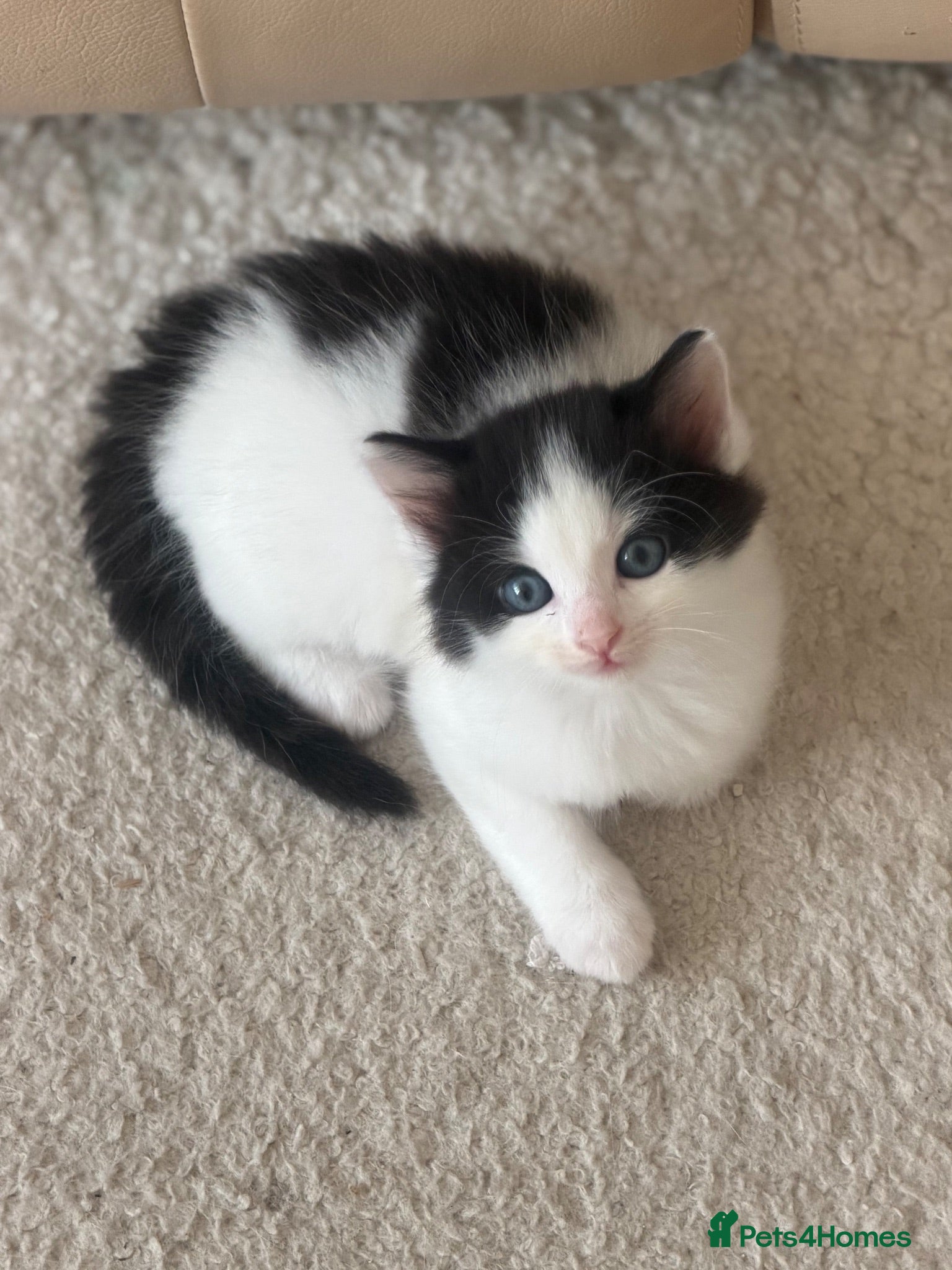 Mixed Breed cats 3 Fluffy kittens for sale  - Advert 7