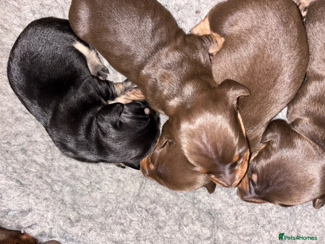 Miniature Dachshund dogs for sale: KC registered miniature smooth haired dachshunds in Salisbury - Advert 2