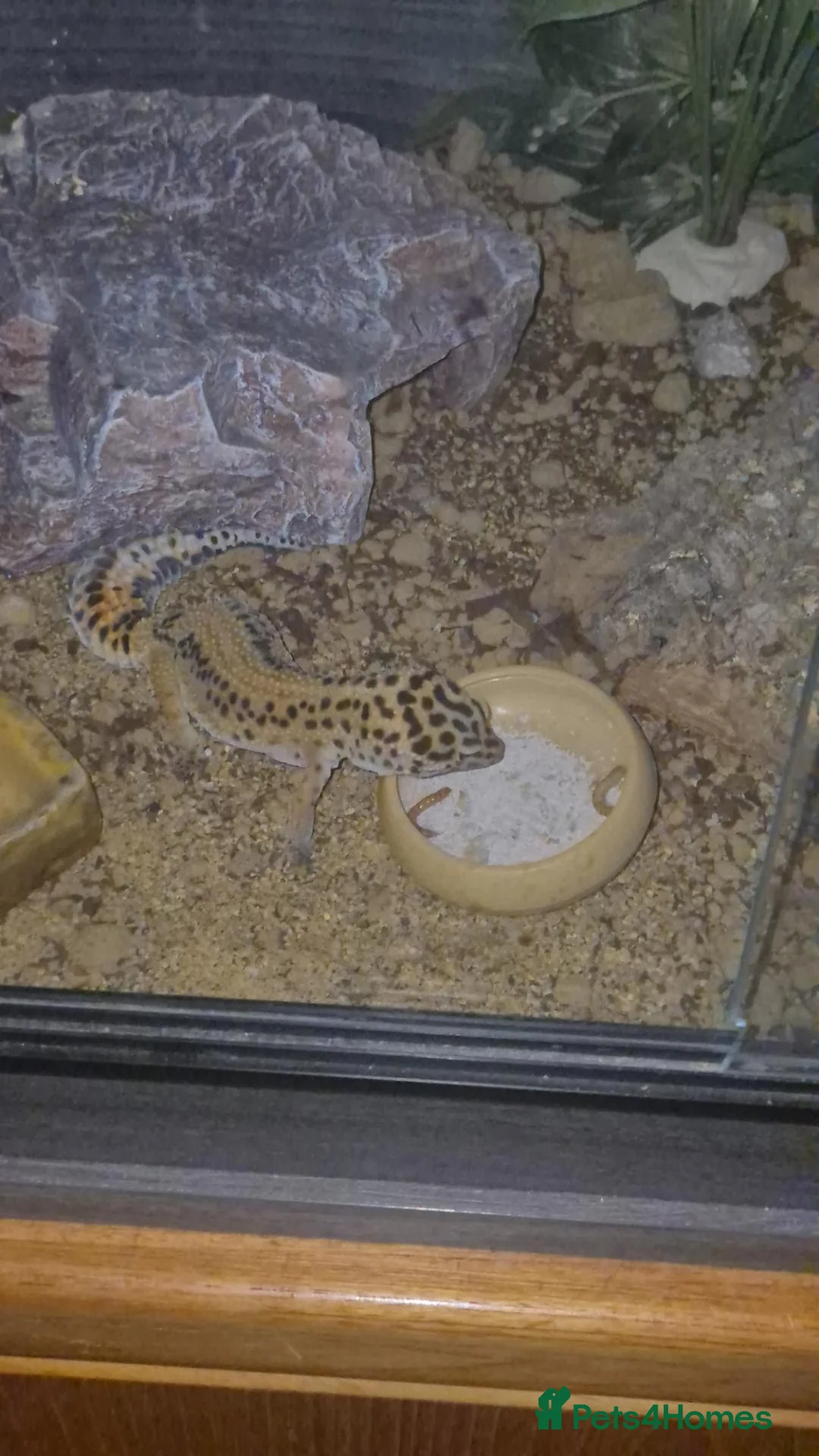 Leopard Gecko reptiles for sale: Lepard gecko  in Wolverhampton - Advert 3