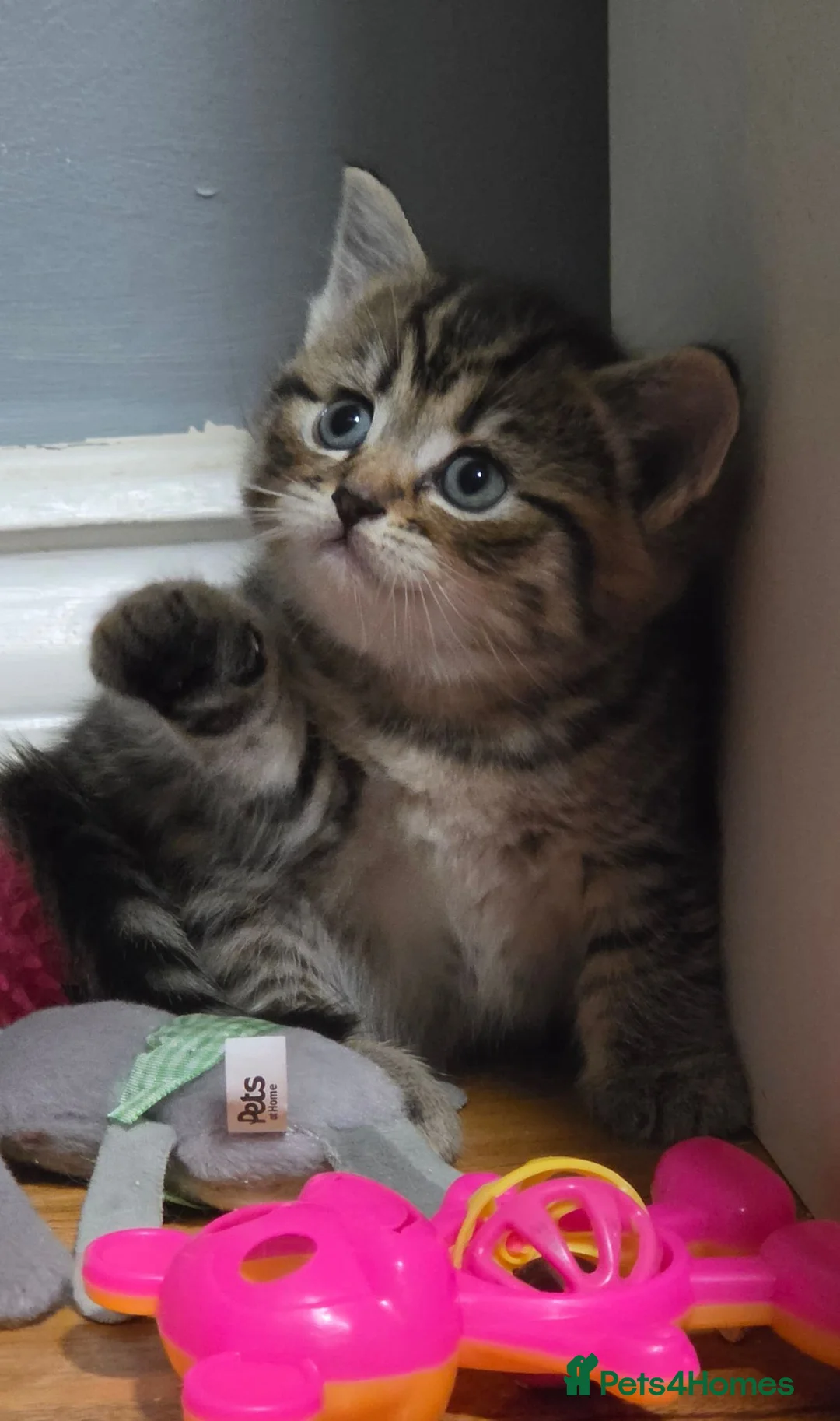 Mixed Breed cats for sale: Ragdoll x scottish straight - Advert 5