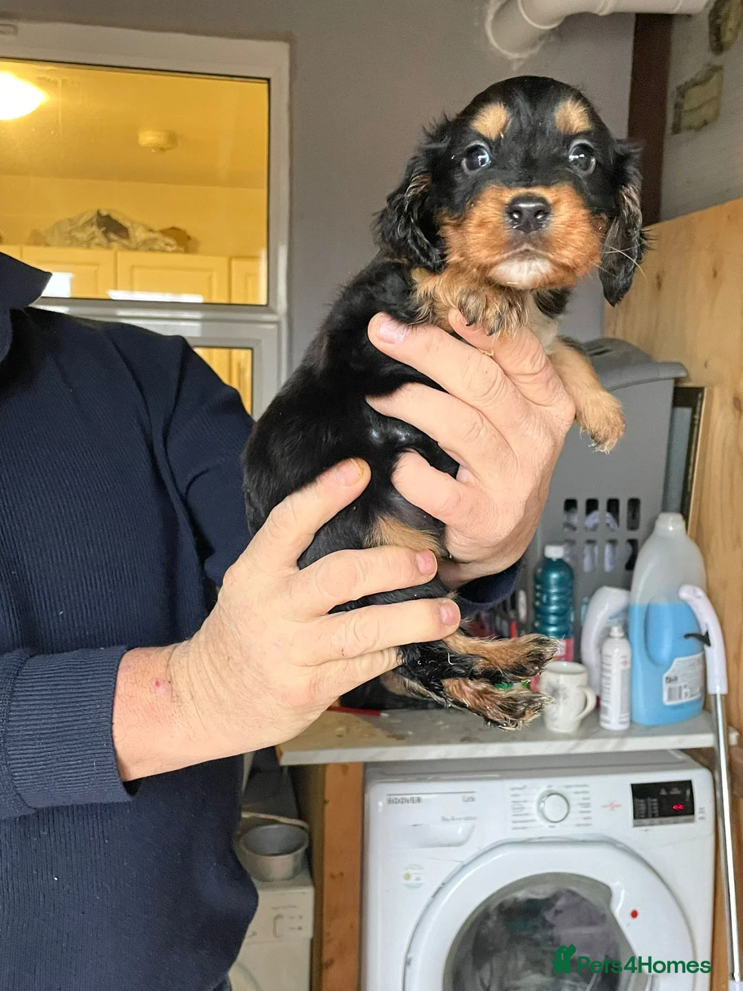 Cocker Spaniel dogs for sale: Girl and Boys cocker spaniels - Advert 5