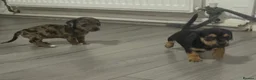 Jackshund dogs for sale: Beautiful jackweenies for sale  - Advert 6