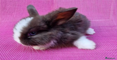 Mini Lop rabbits - Advert 13