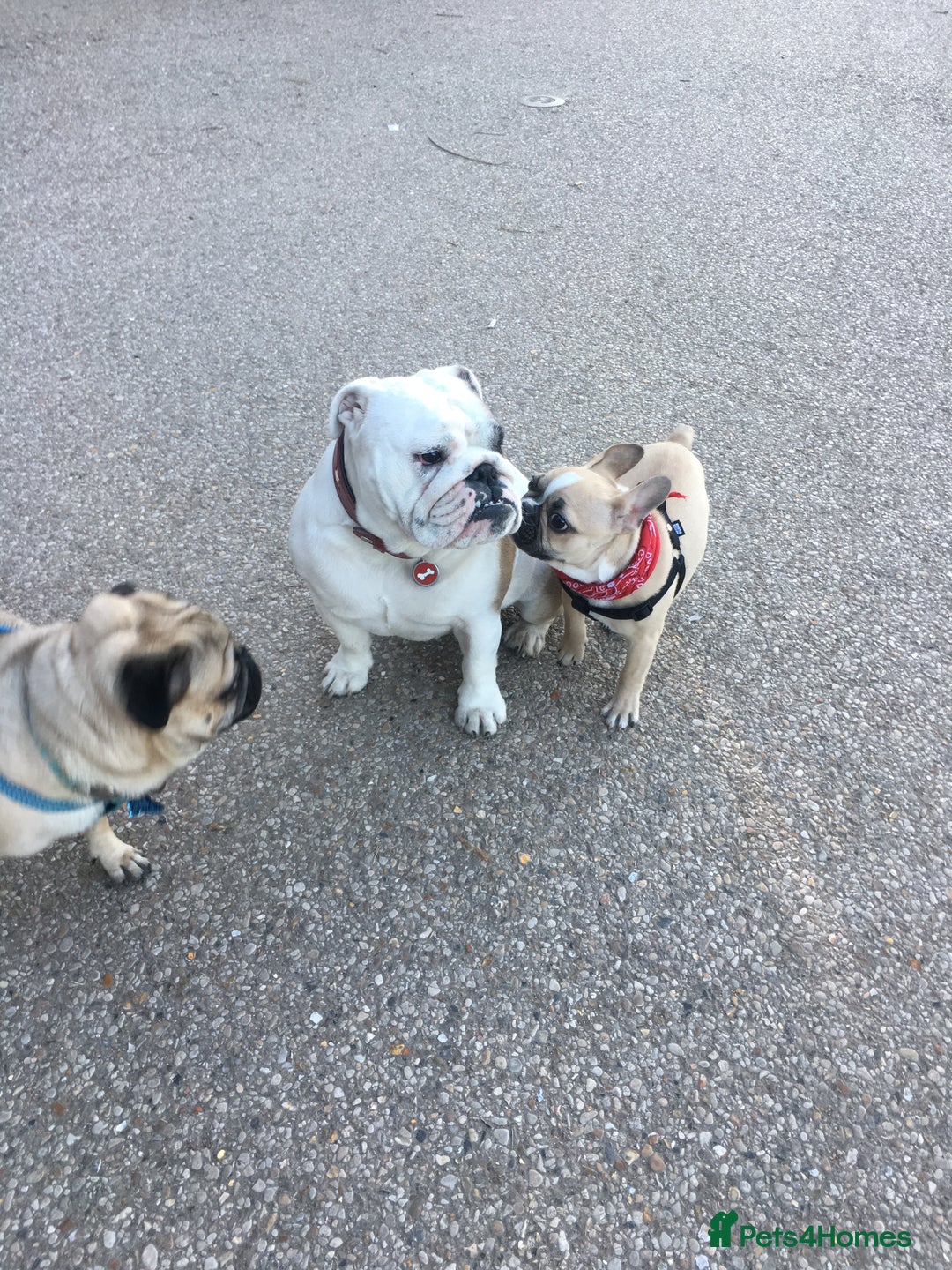 French Bulldog dogs for stud: Sperm donor - Advert 10