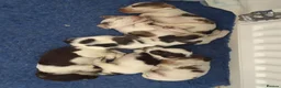 Cocker Spaniel dogs for sale: Stunning cocker spaniels  - Advert 4