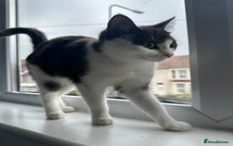 Mixed Breed cats for sale: Lovely cats for rehoming - Image 5