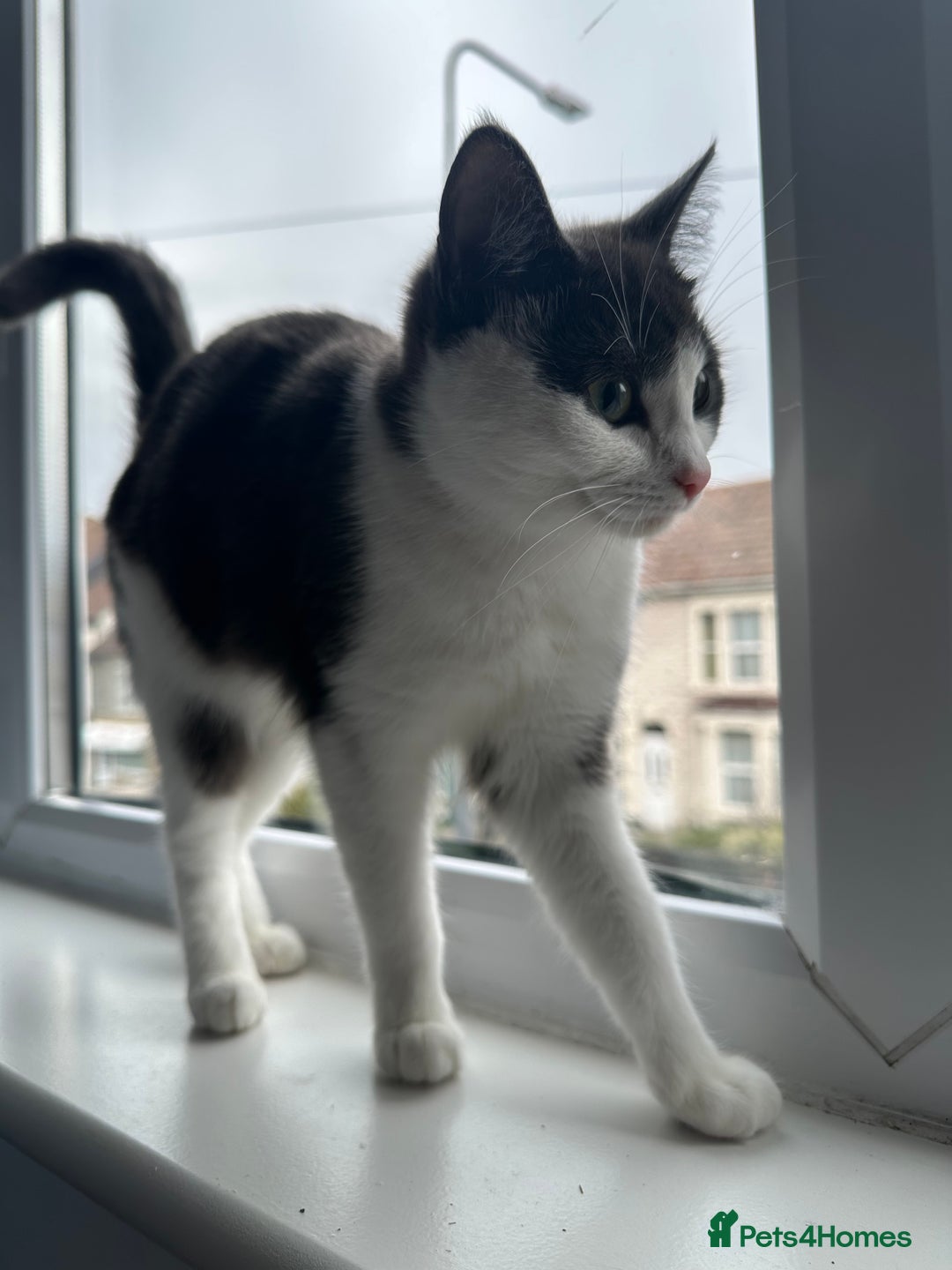 Mixed Breed cats for sale: Lovely cats for rehoming - Image 5
