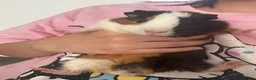 Guinea Pig rodents for sale: Smart 8weeks guinea pig and cages in Bootle - Advert 1