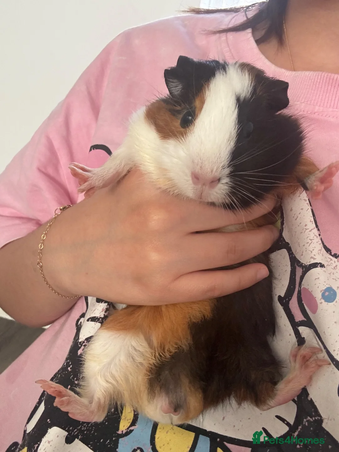 Guinea Pig rodents for sale: Smart 8weeks guinea pig and cages in Bootle - Advert 1