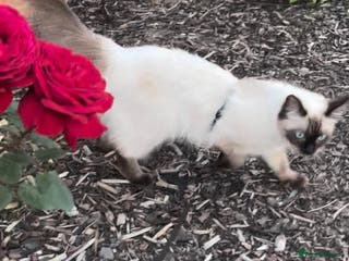 Ragdoll cats 9 weeks old!!! Gorgeous Ragdoll x kittens - Advert 12