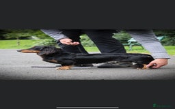 Dachshund dogs for sale: Tiny long haired piebald dachshunds for sale ! - Image 32