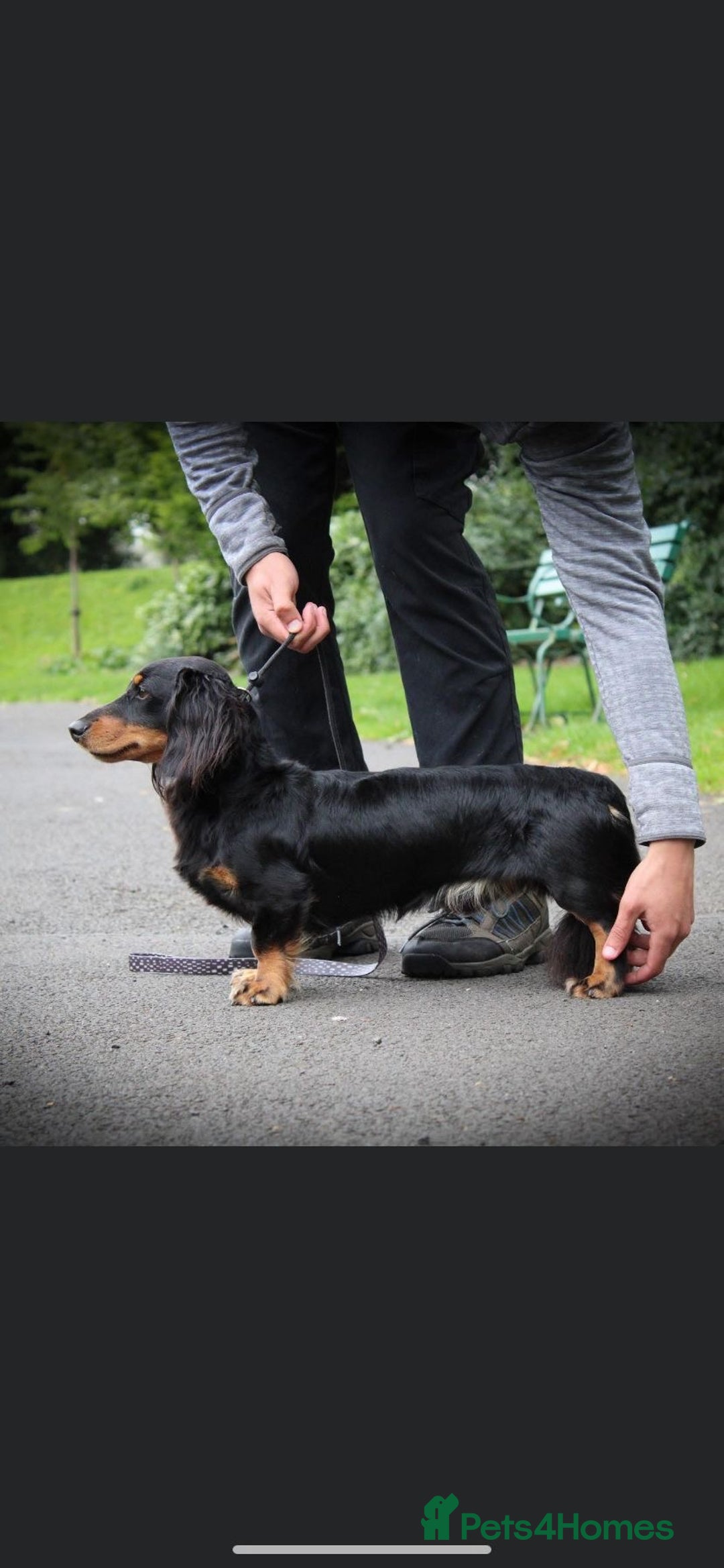 Dachshund dogs for sale: Tiny long haired piebald dachshunds for sale ! - Image 32