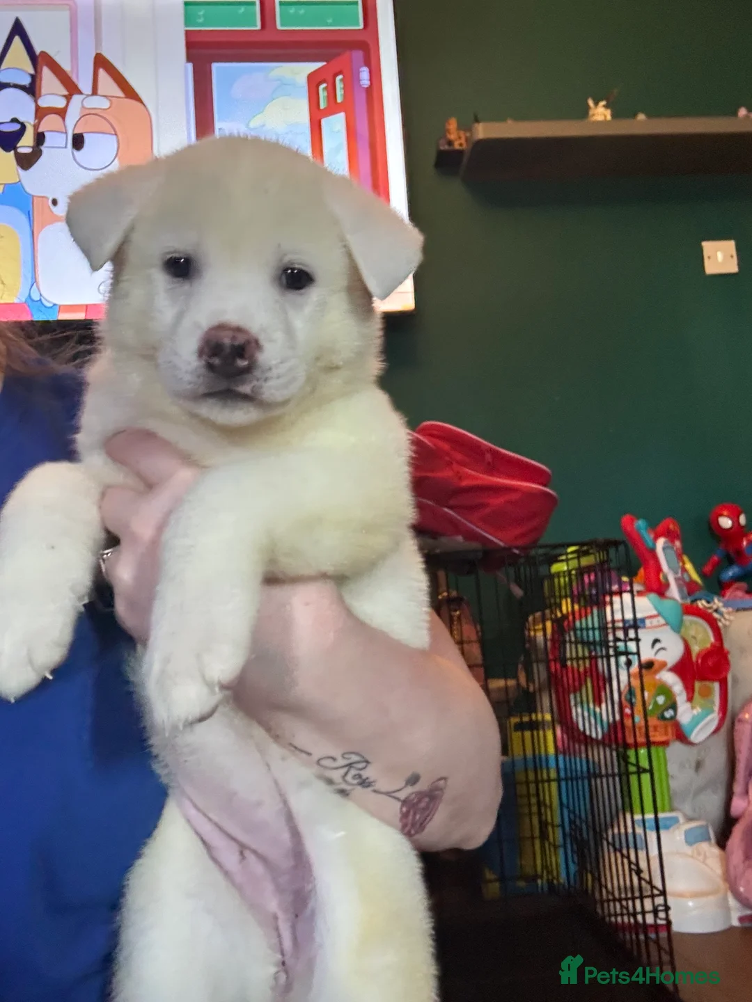 Japanese Akita Inu dogs for sale: Japanese Akita Puppies READY NOW - Advert 2