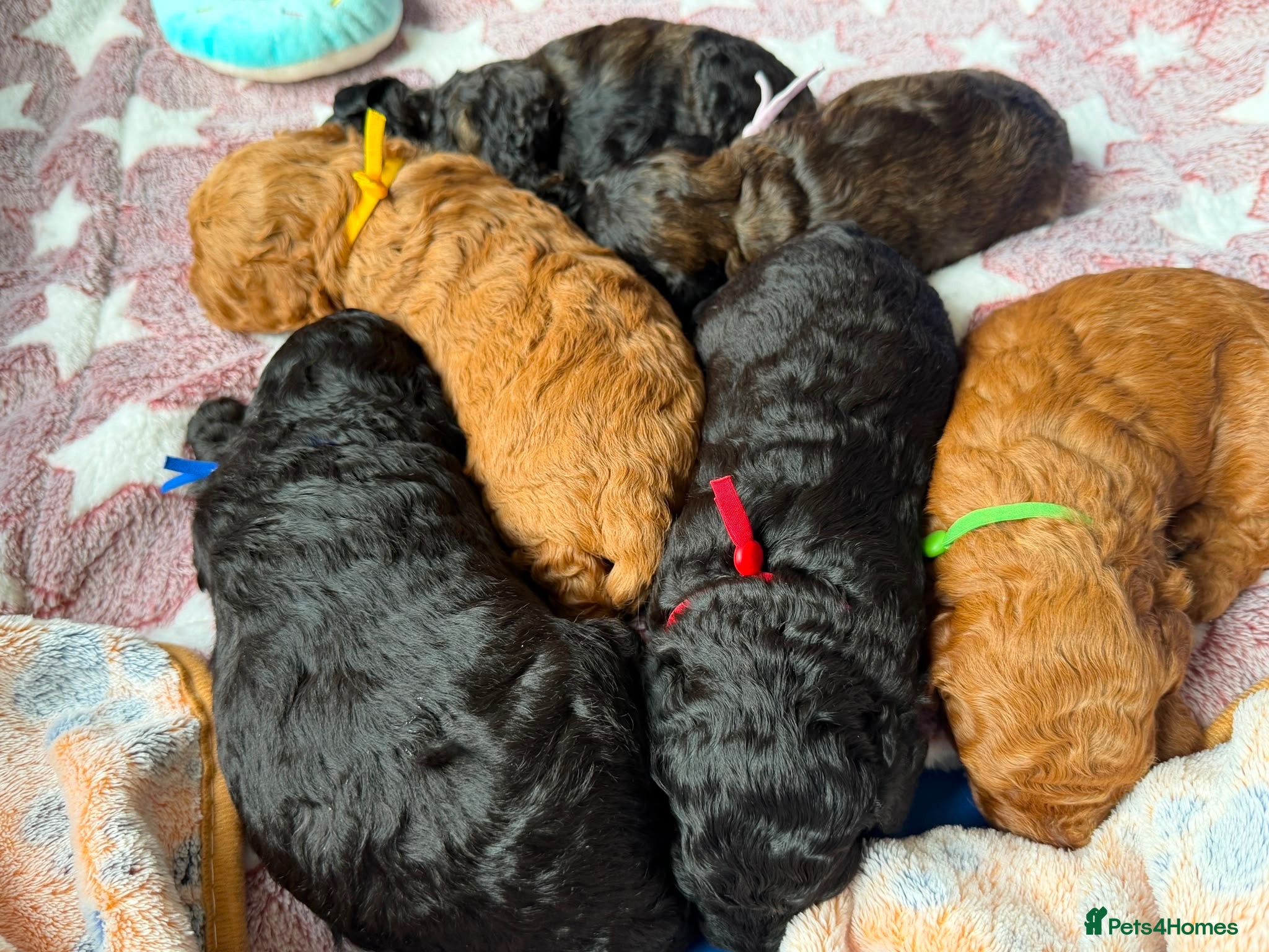Miniature Poodle dogs Toy x Mini Poodle - Advert 3