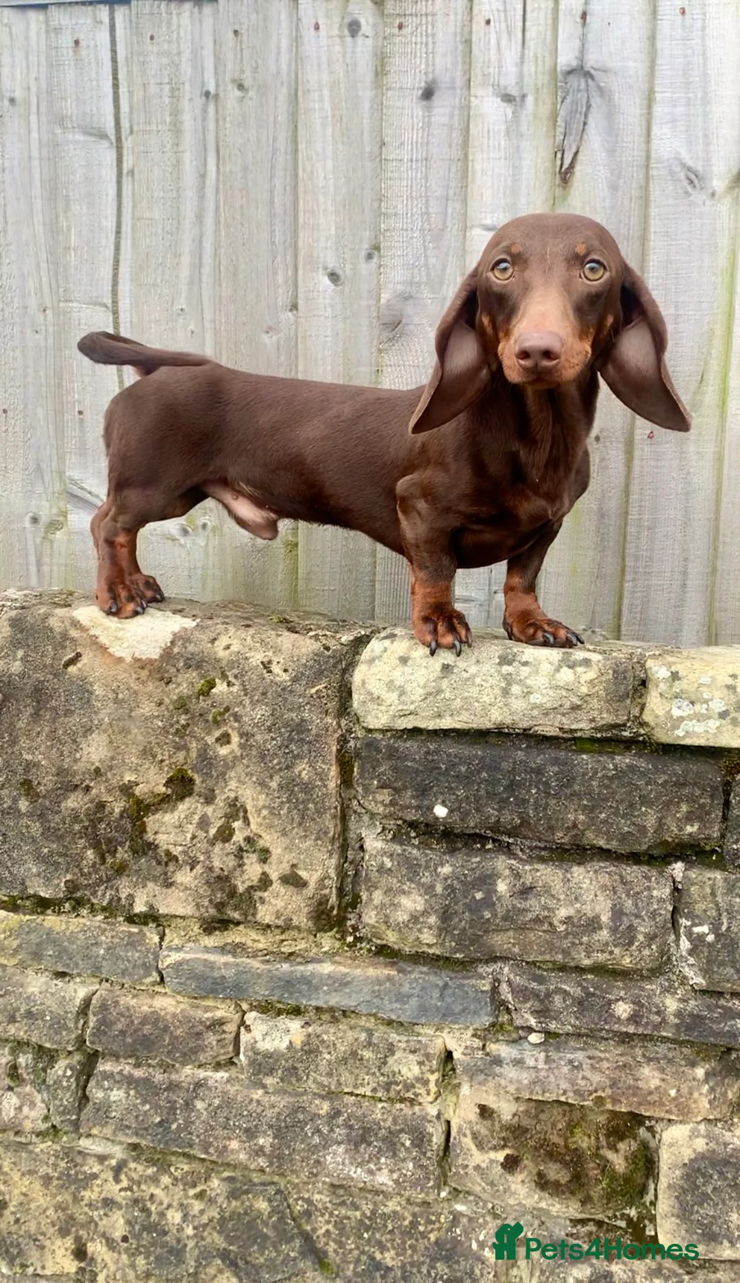 Miniature Dachshund dogs for stud: KC Reg PRA clear Extensively health tested STUD! in Littleborough - Advert 2
