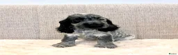 Cocker Spaniel dogs for sale: Cocker Spaniel Puppies  - Advert 3