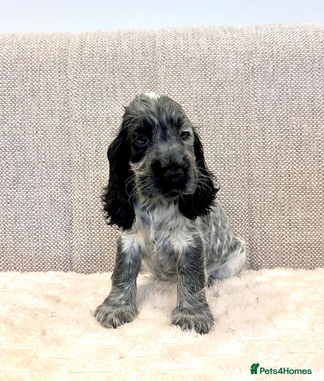 Cocker Spaniel dogs for sale: Cocker Spaniel Puppies  - Advert 3