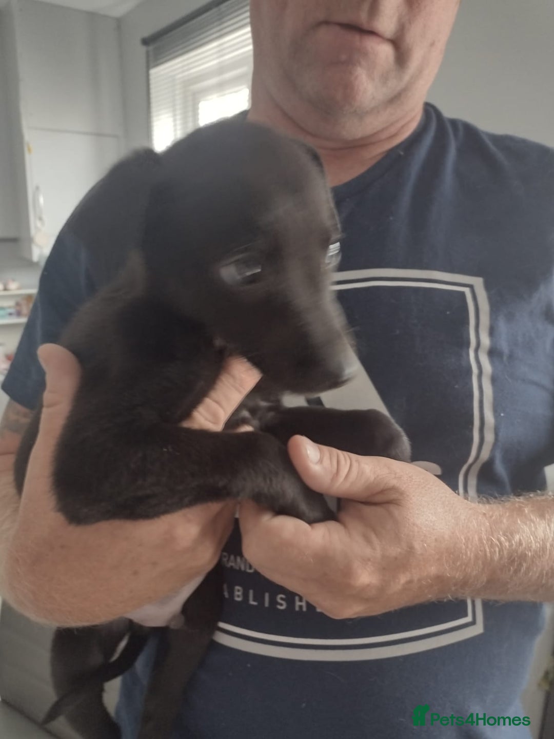 Lurcher dogs for sale: Wheaton bull greyhound boy puppie 8weeks old - Image 3